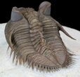 Top Quality Tower Eyed Erbenochile Trilobite #39090-3